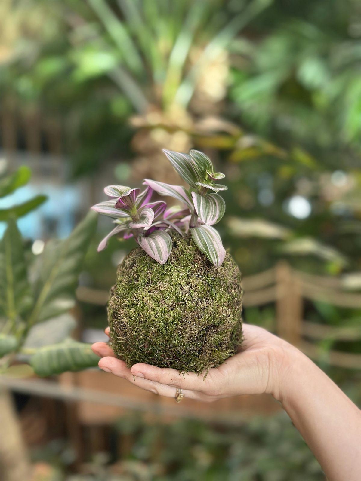 Make your own Kokedama