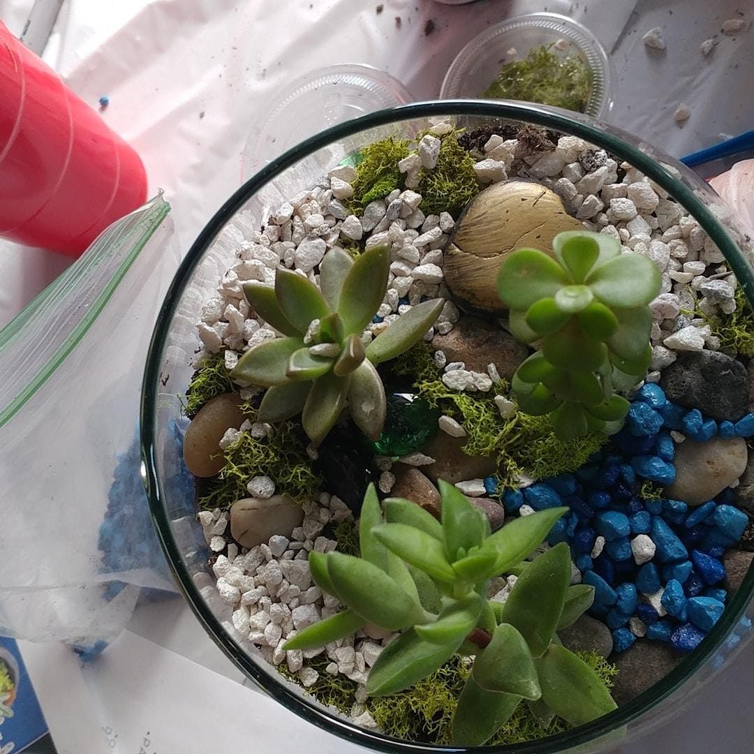 Succulent Terrariums Event at Bull Wings (Elk Grove) Ages 6+ Bull
