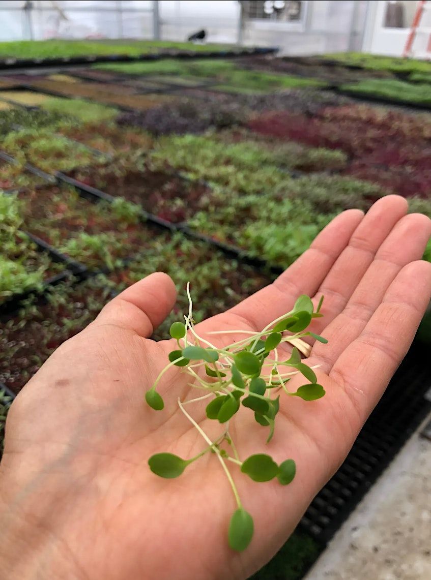 Growing Microgreens 1241 Flushing Ave, Brooklyn, NY April 29, 2023