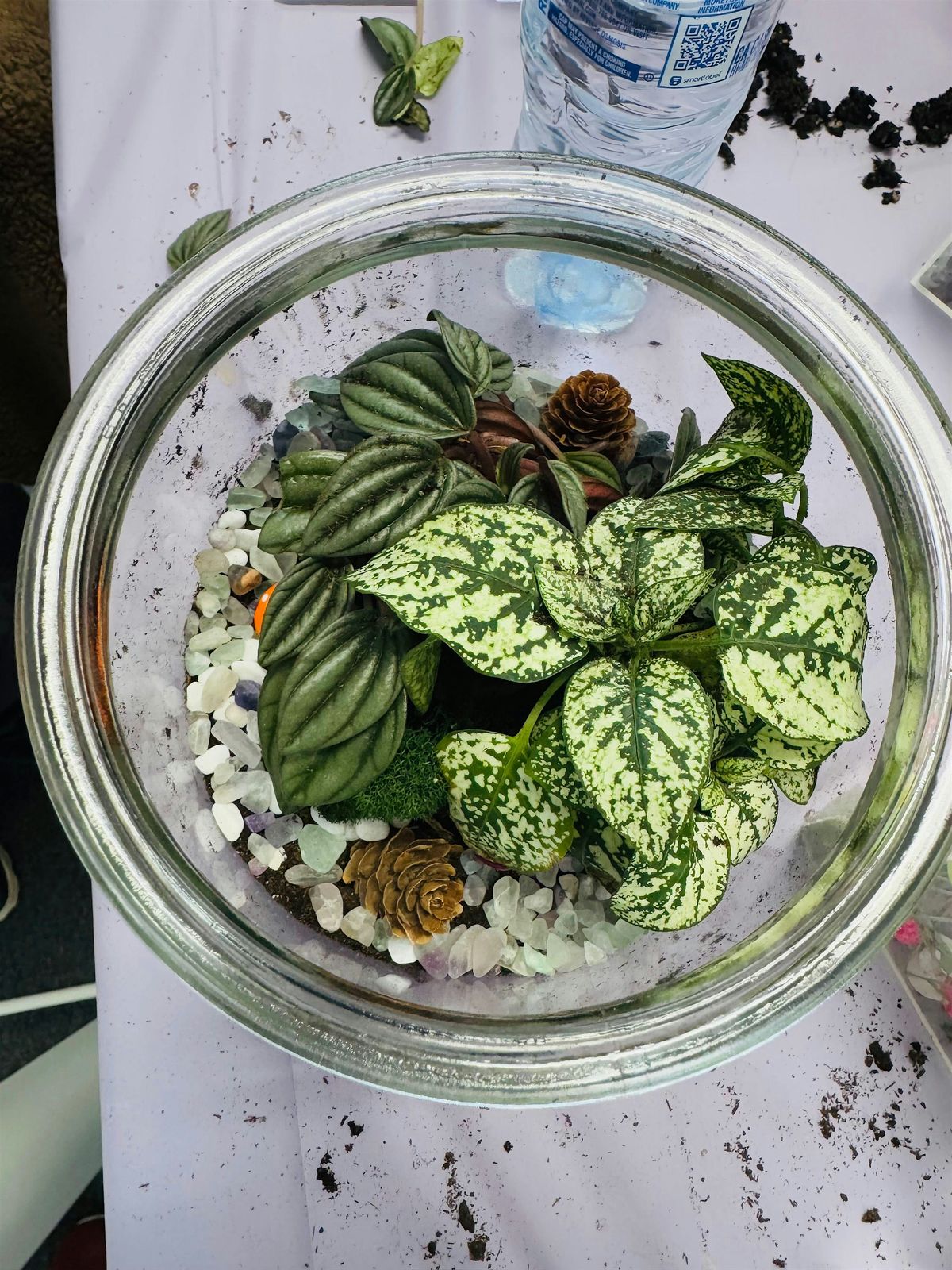 Self-Sustaining Closed Terrarium Workshop