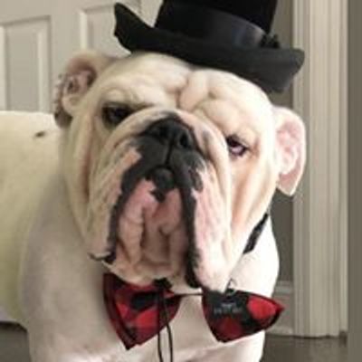 Georgia English Bulldog Rescue