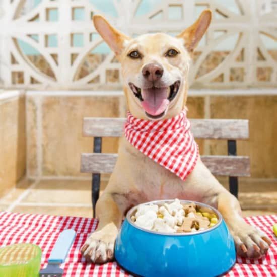 Bake for Your Pup: Nutritious Dog Treats - NYC