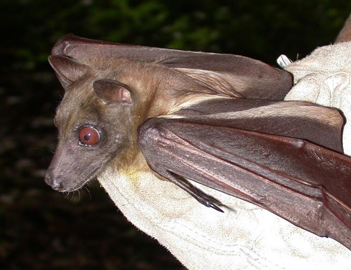 EcoTalk and Walk: Bats! | Venice Audubon Society and Rookery | October ...