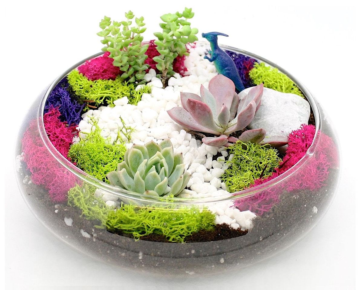 Plant Nite Make a Succulent Terrarium The Canadian Brewhouse