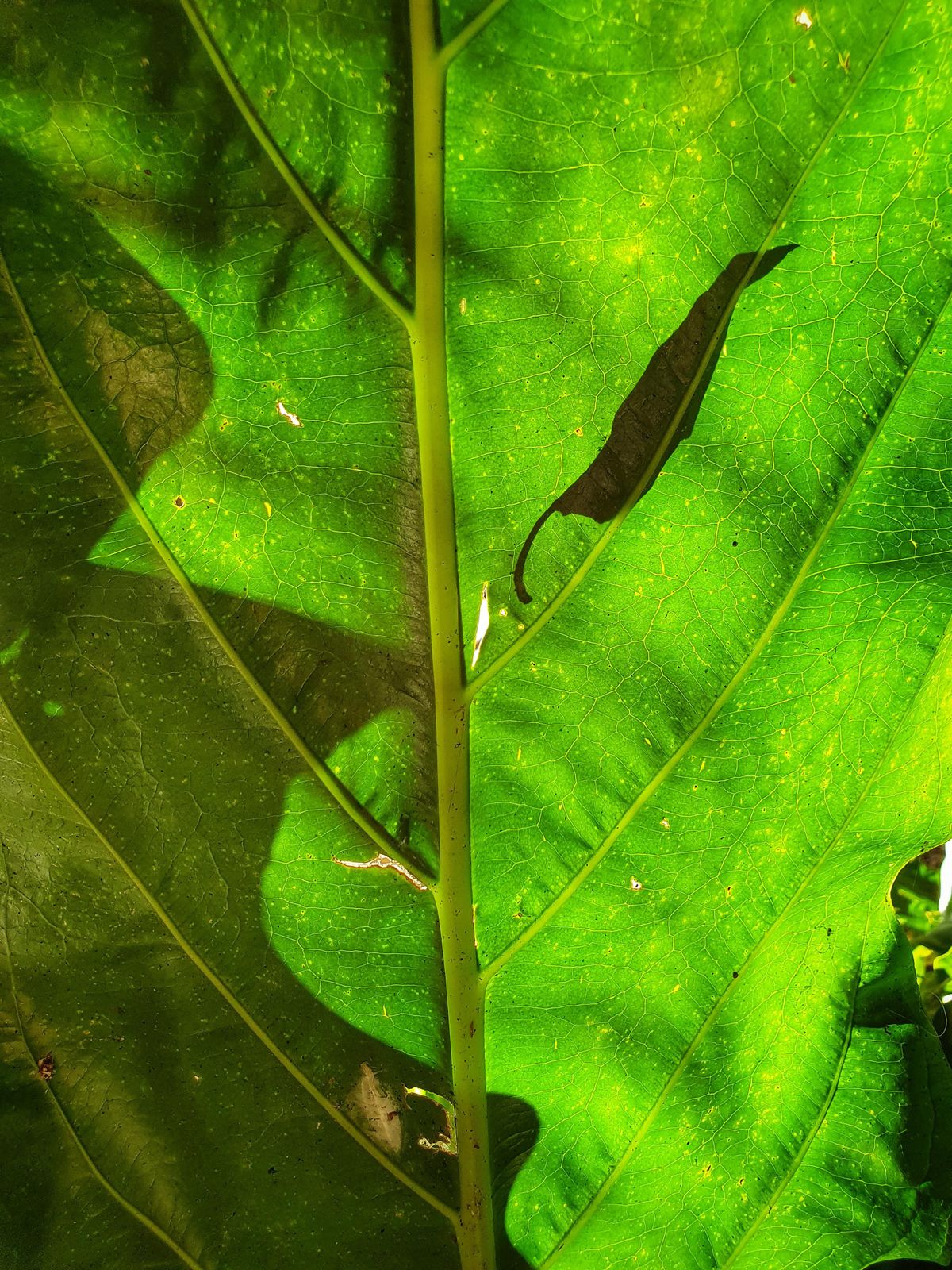 Forest Bathing in Brisbane