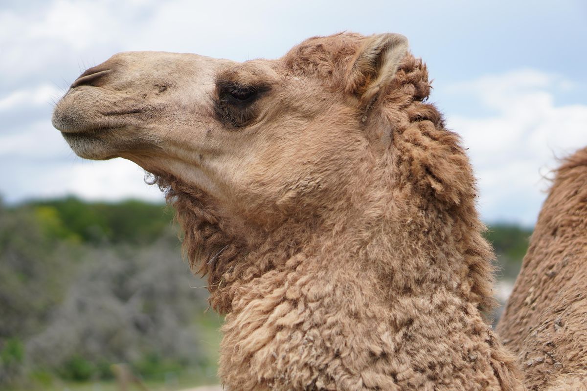 Salute our Heroes Fredericksburg Working Farm Tour Bankersmith