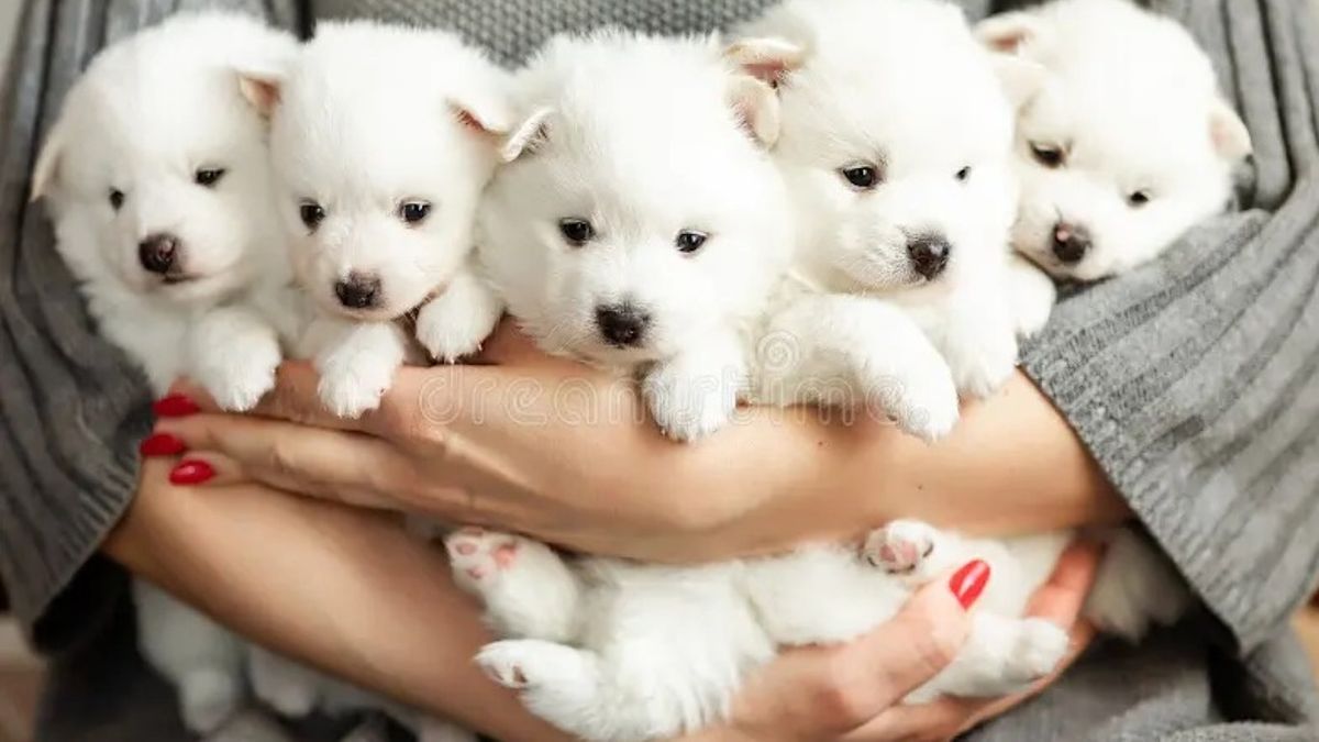 Come and play with Puppies. Boost your Happiness and Wellbeing