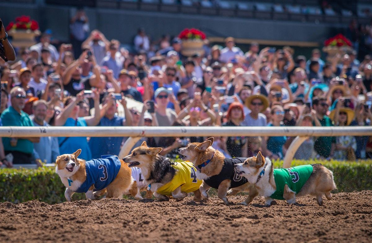 Summer Corgi Nationals