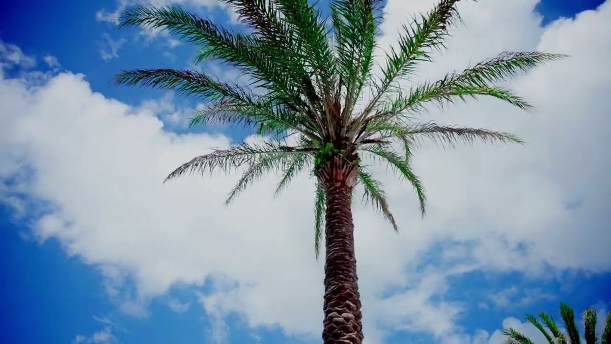 Jacksonville Dolphins Women's Basketball vs. Lipscomb Bisons