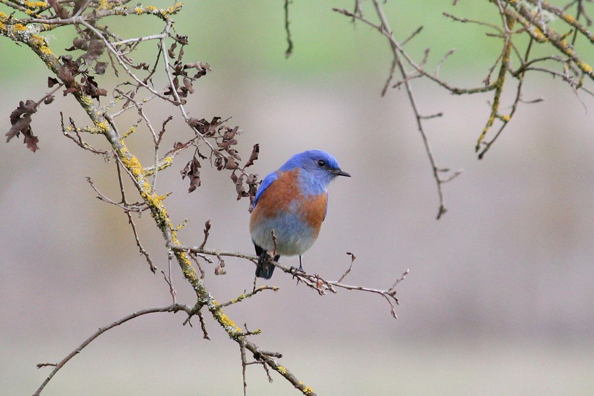 Fall Bird Walk at the Laguna de Santa Rosa | Laguna de Santa Rosa Trail Fall Bird Walk at the Laguna de Santa Rosa | Laguna de Santa Rosa Trail