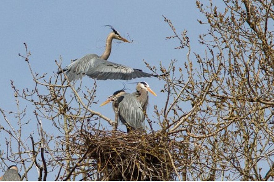 Heron Rookery Outing