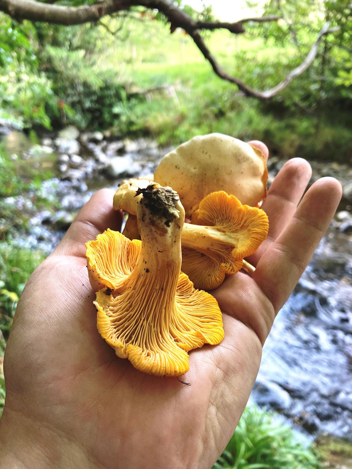 Introduction to Autumn Foraging and Walk in Dunham Massey
