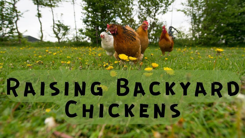 Raising Backyard Chickens Suffolk County Farm & Education Center