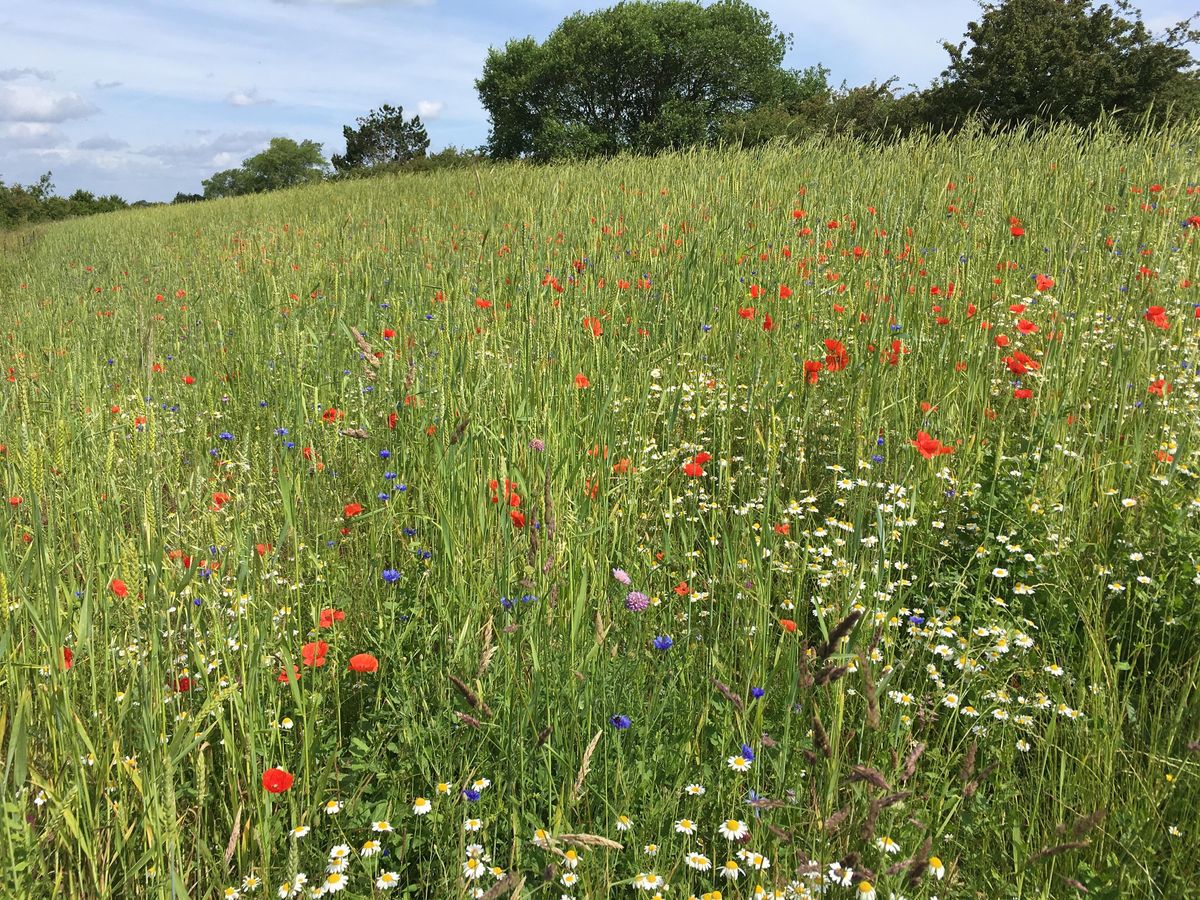 Arable Plant Identification and Ecology 2022 | The Roundwood Estate ...