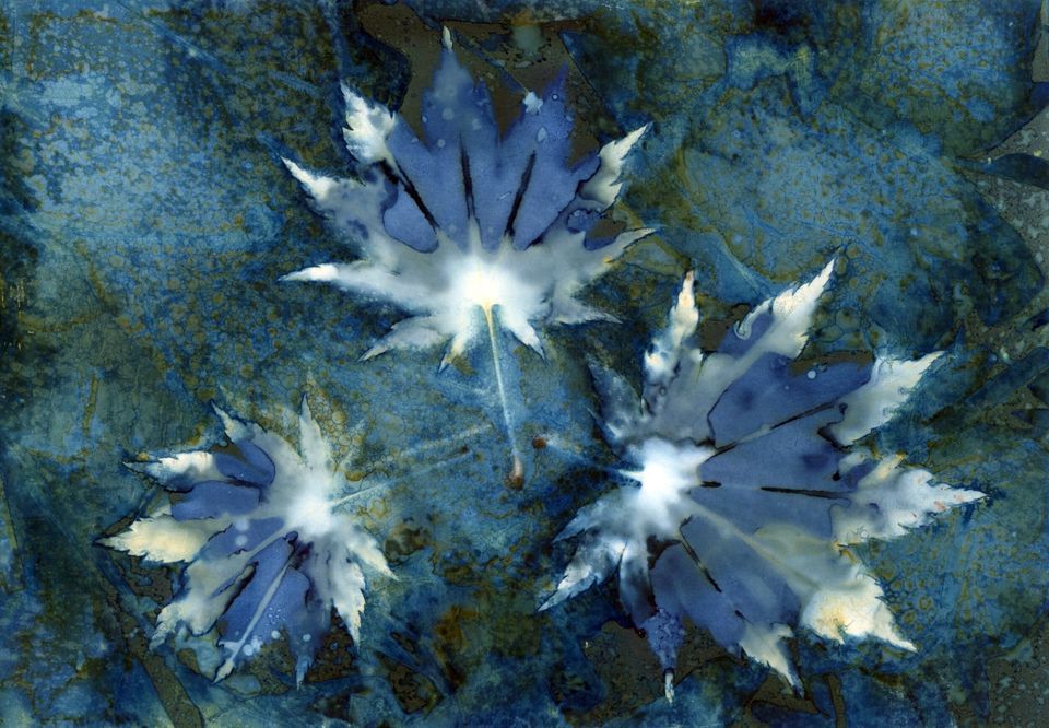 Cyanotype with Angela Johnson Pinney Library, Madison Public