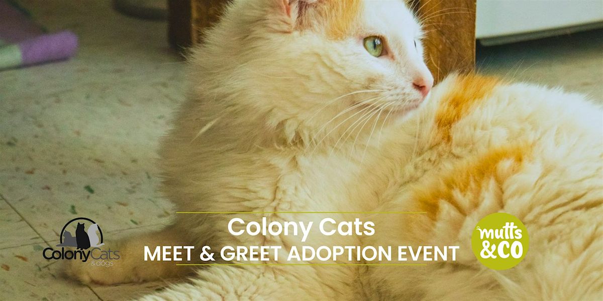 Cat Colny Colony Cats Meet & Greet (Graceland) at Mutts & Co., Columbus on 6th ...