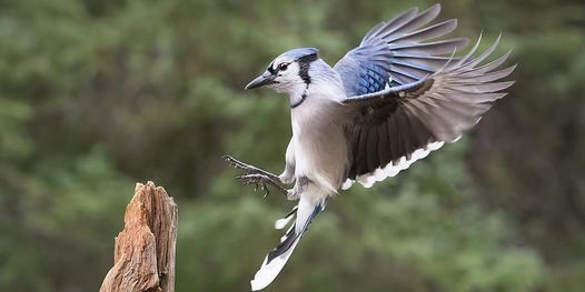 Elmwood Cemetery Bird and History Walk