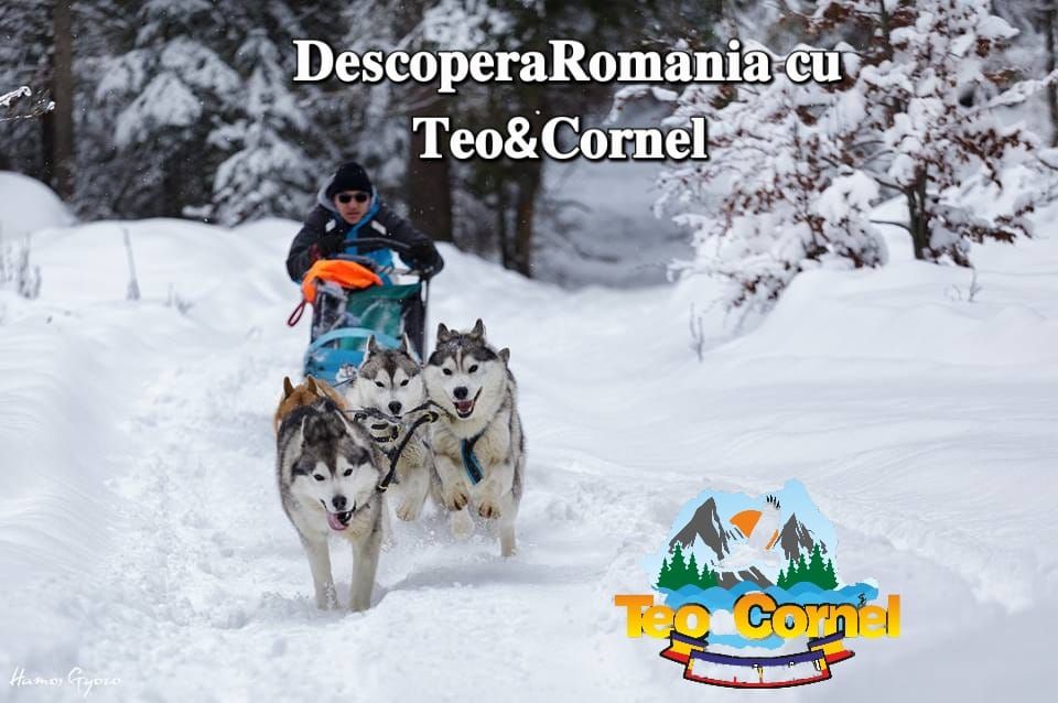 U200d Excursie plimbare unica cu sania trasa de caini ??? | Teo&Cornel Tour ...