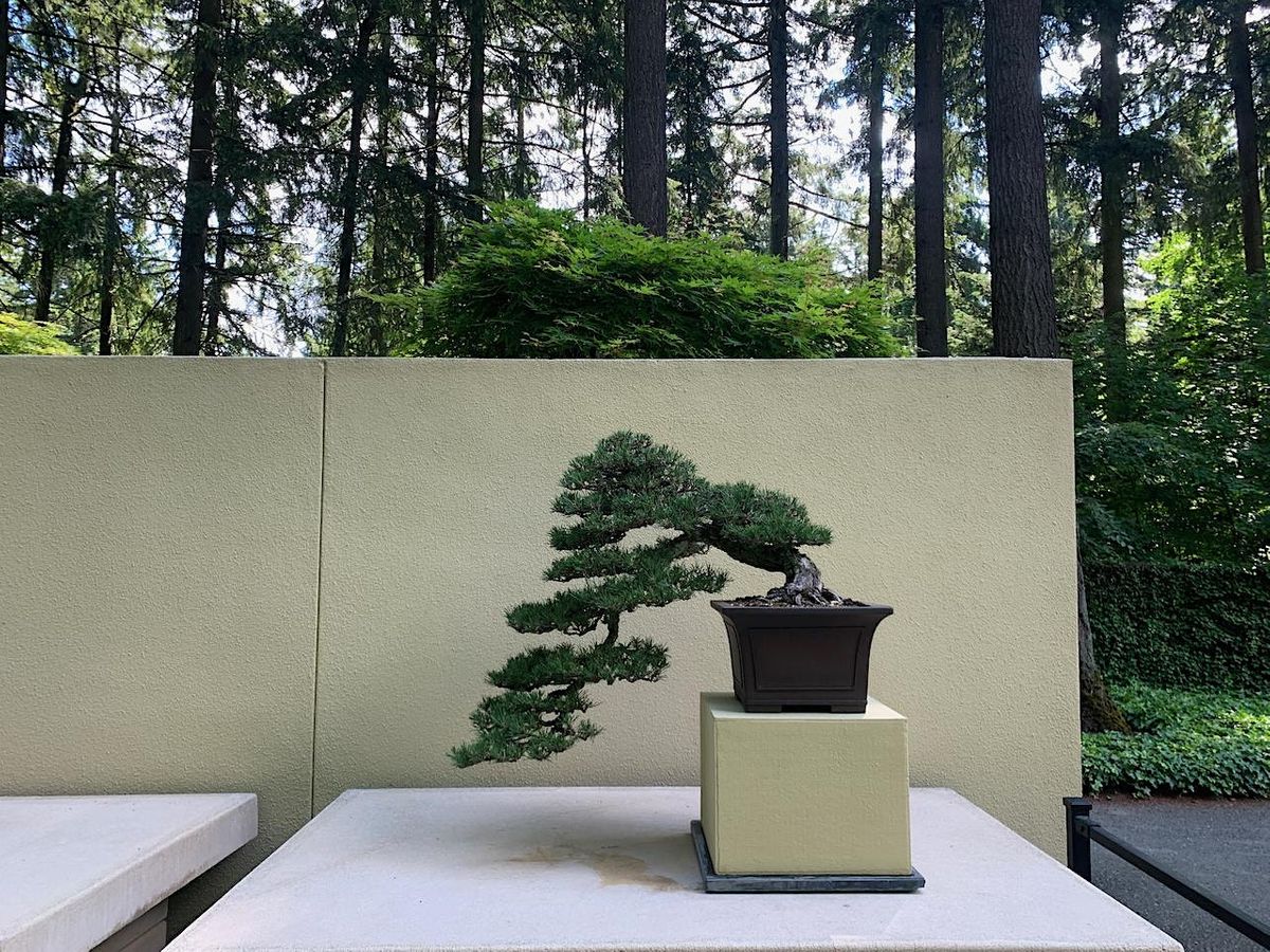 Glazers Garden Series Pacific Bonsai Museum Pacific Bonsai Museum