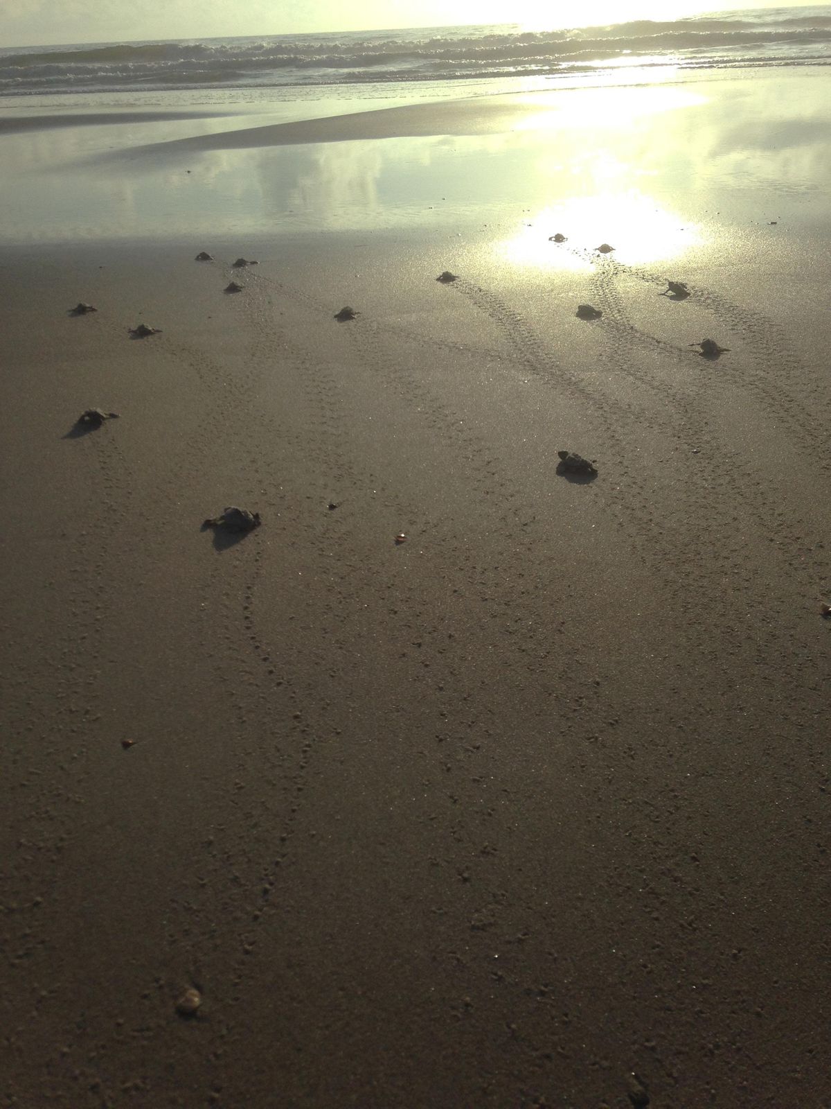 2022 Turtle Walk (BHI Conservancy Member Only Event) at Bald Head ...