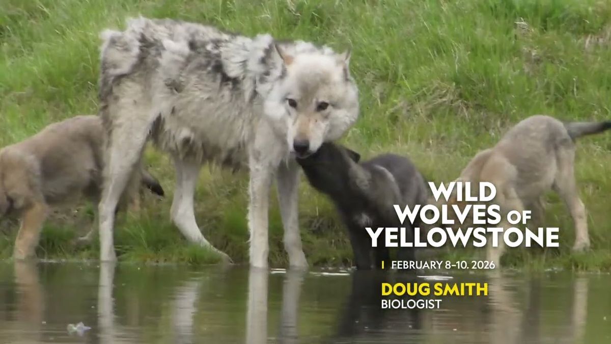 Doug Smith: Wild Wolves