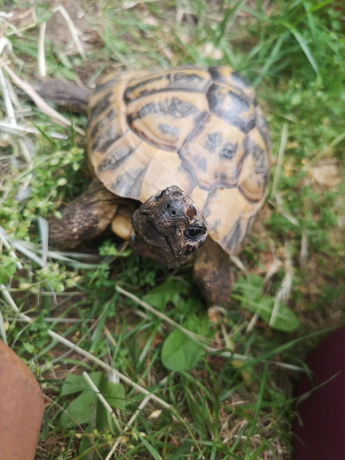 Tortoise husbandry and rehoming talk | Ely College | April 22, 2023