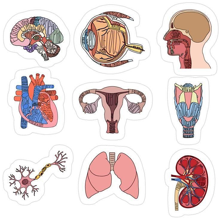 CELL 220 Lab Exam 2 Fall 2025