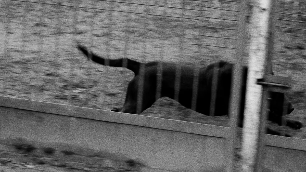 Betterov in Dornbirn