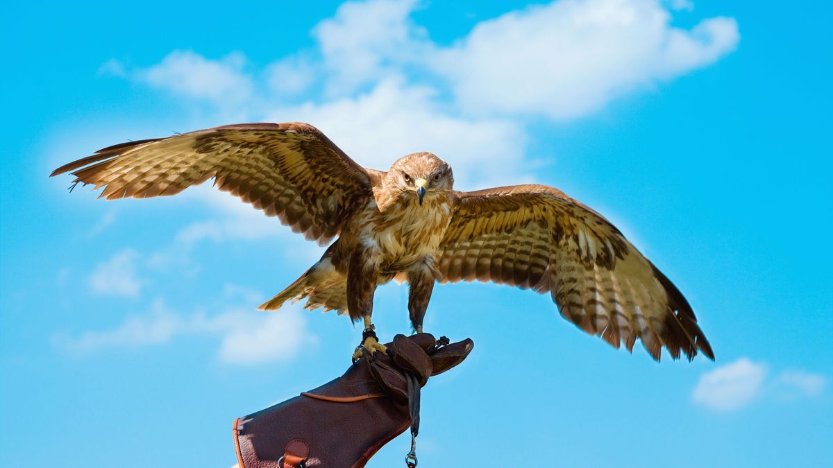 Fantastic Falcons and Where to Find Them | Center for Health ...