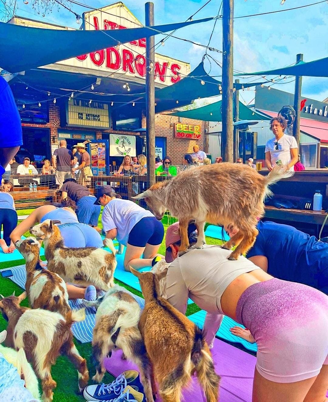 Goat Yoga Houston 2nd class 11am at Little Woodrows Rice location Little Woodrow's Rice