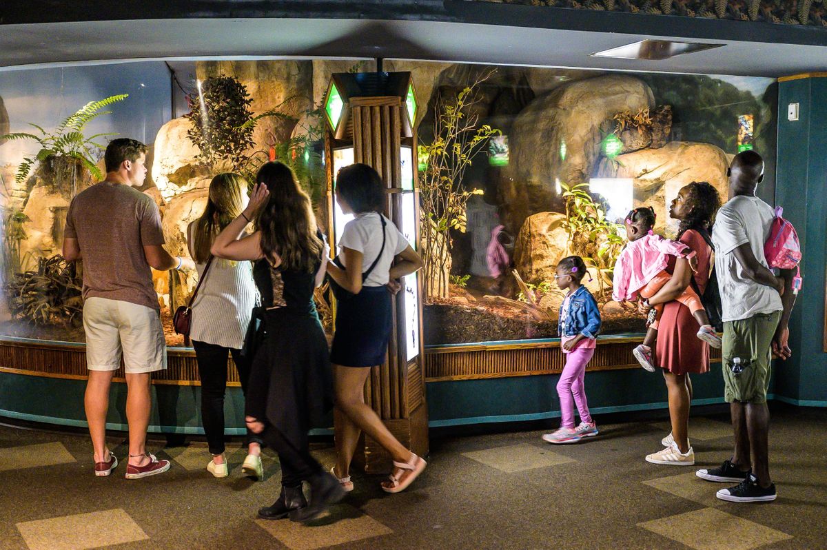 Family Nights at Lincoln Park Zoo