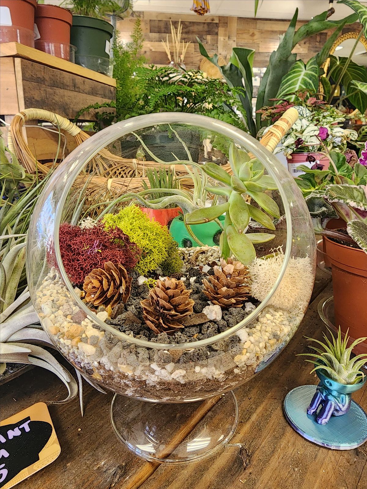 Backyard Tap and Stem and Roots Terrarium Building Event Backyard Tap