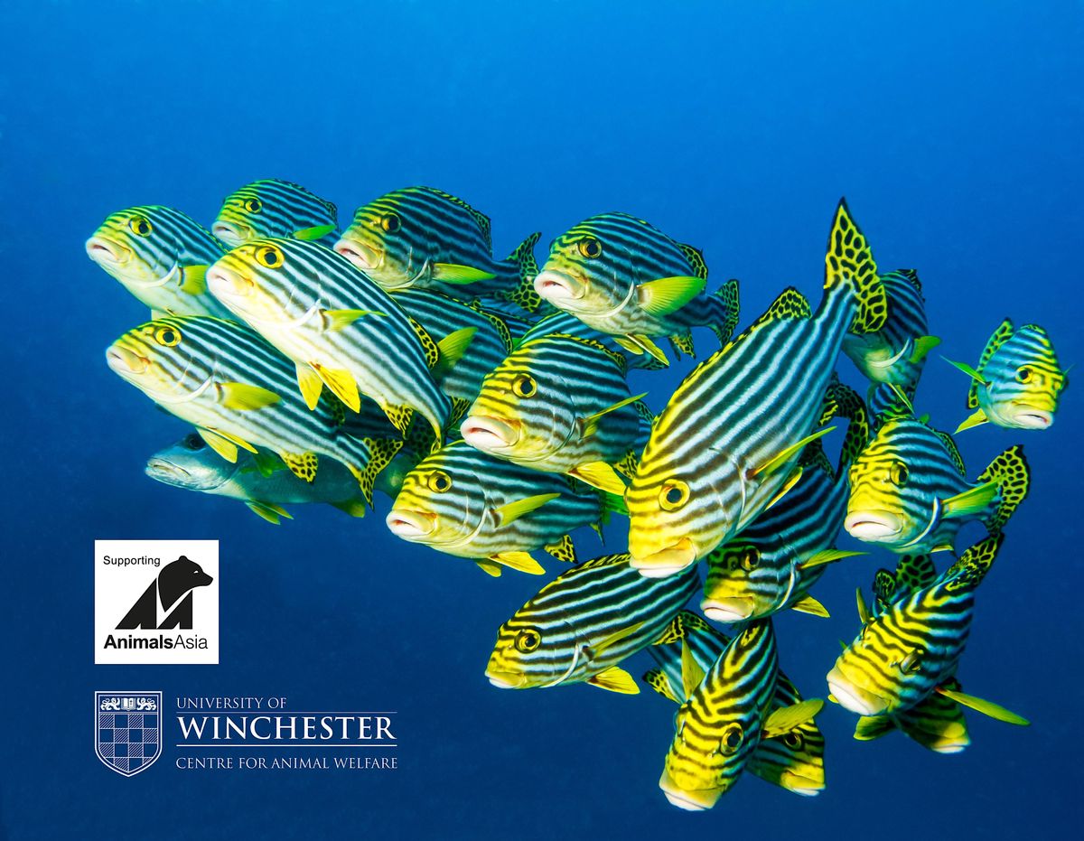 Fish friendships, empathetic rats and problem solving bees | The ...