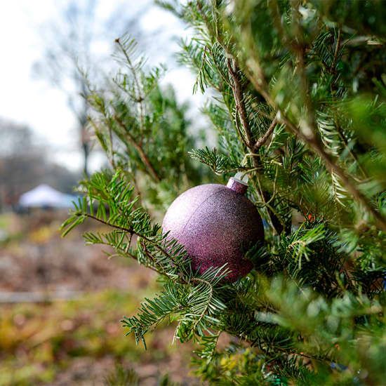 Winter Wonder at Queens Botanical Garden