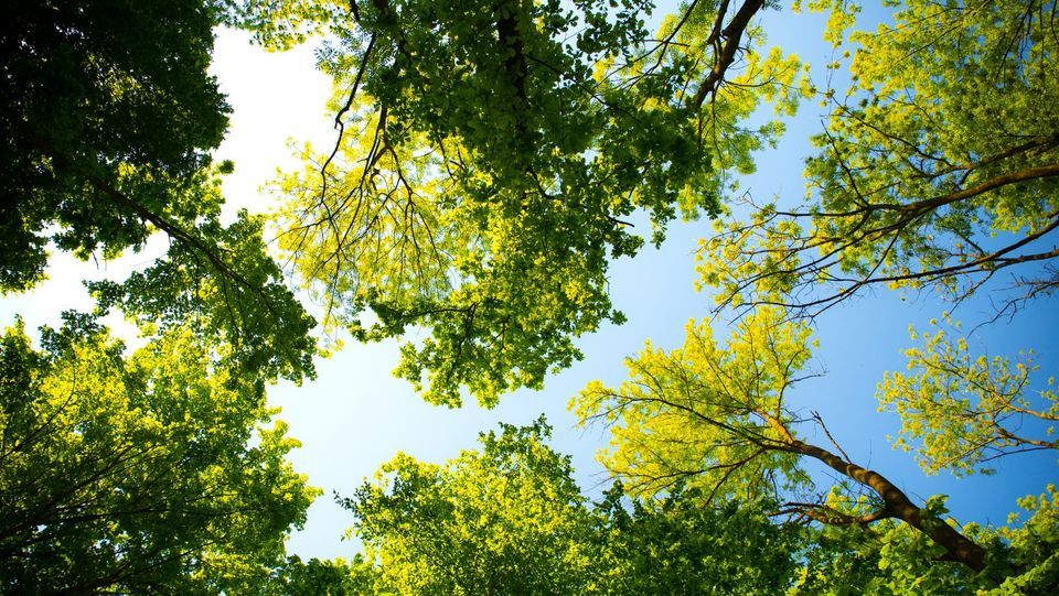 Distribution d\u2019arbres aux citoyens de Granby