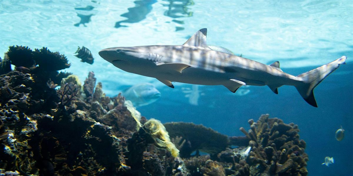 Shark Day (Girl Scouts of Central Maryland)