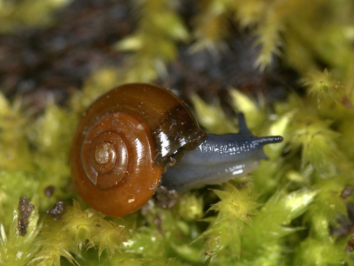 Introduction To Slugs And Snails With Brian Eversham | Old Sulehay ...