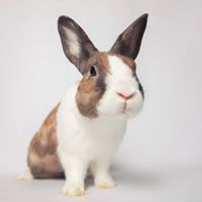 Los Angeles Rabbit Foundation