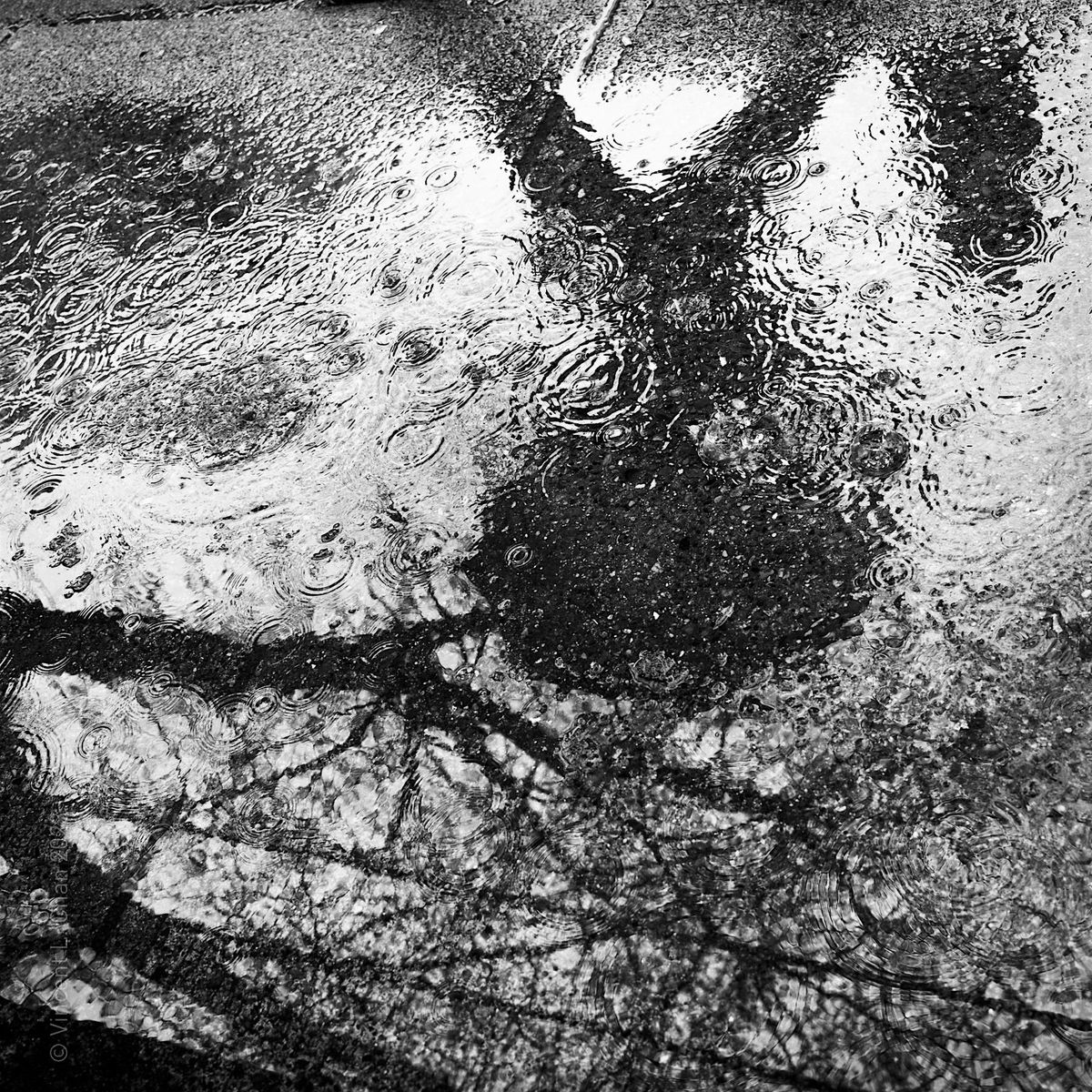 November Rain Photo Walk W\/ Vincent L. Chan