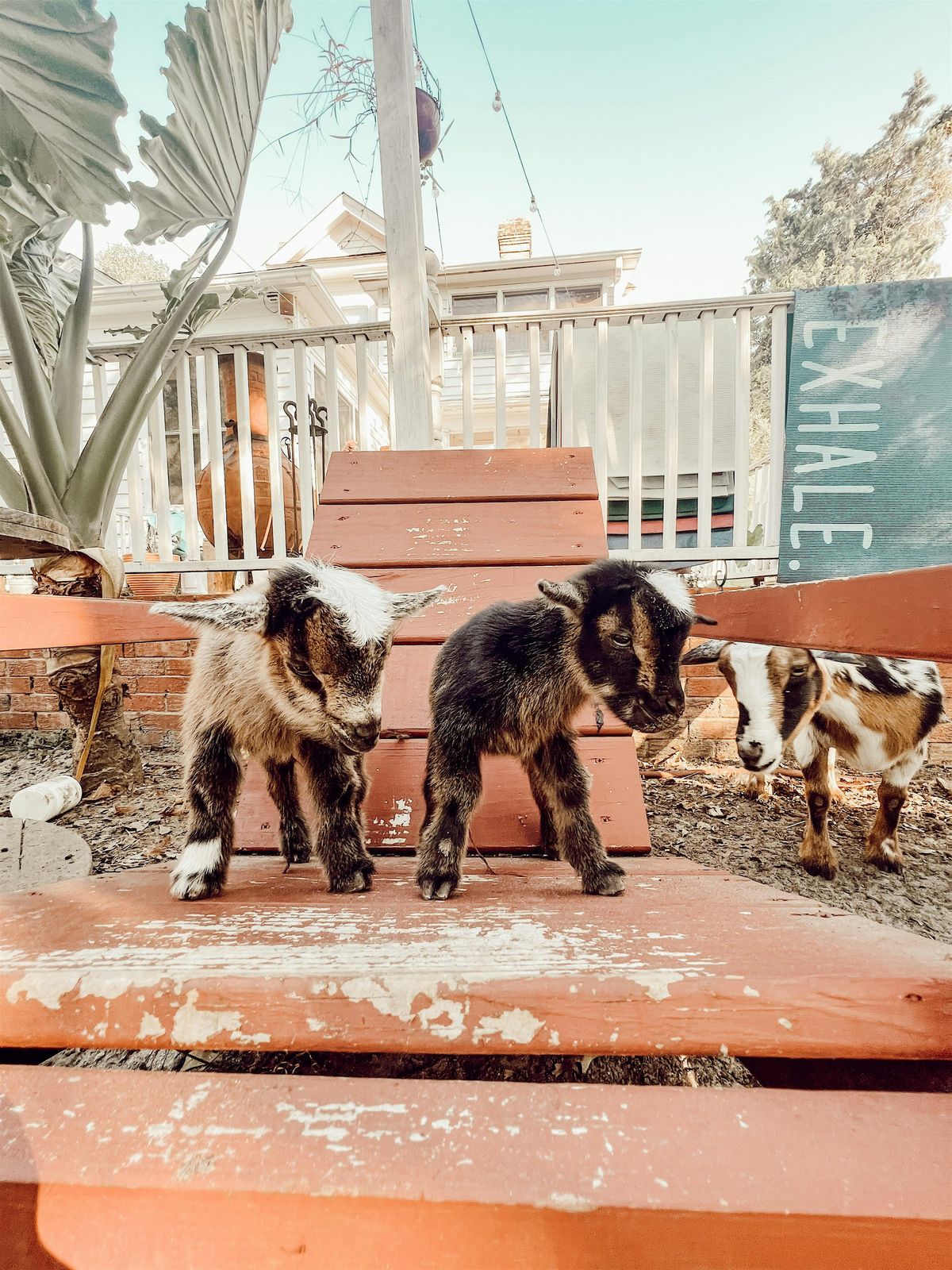 Farm BINGO with Goats & Highland Cows