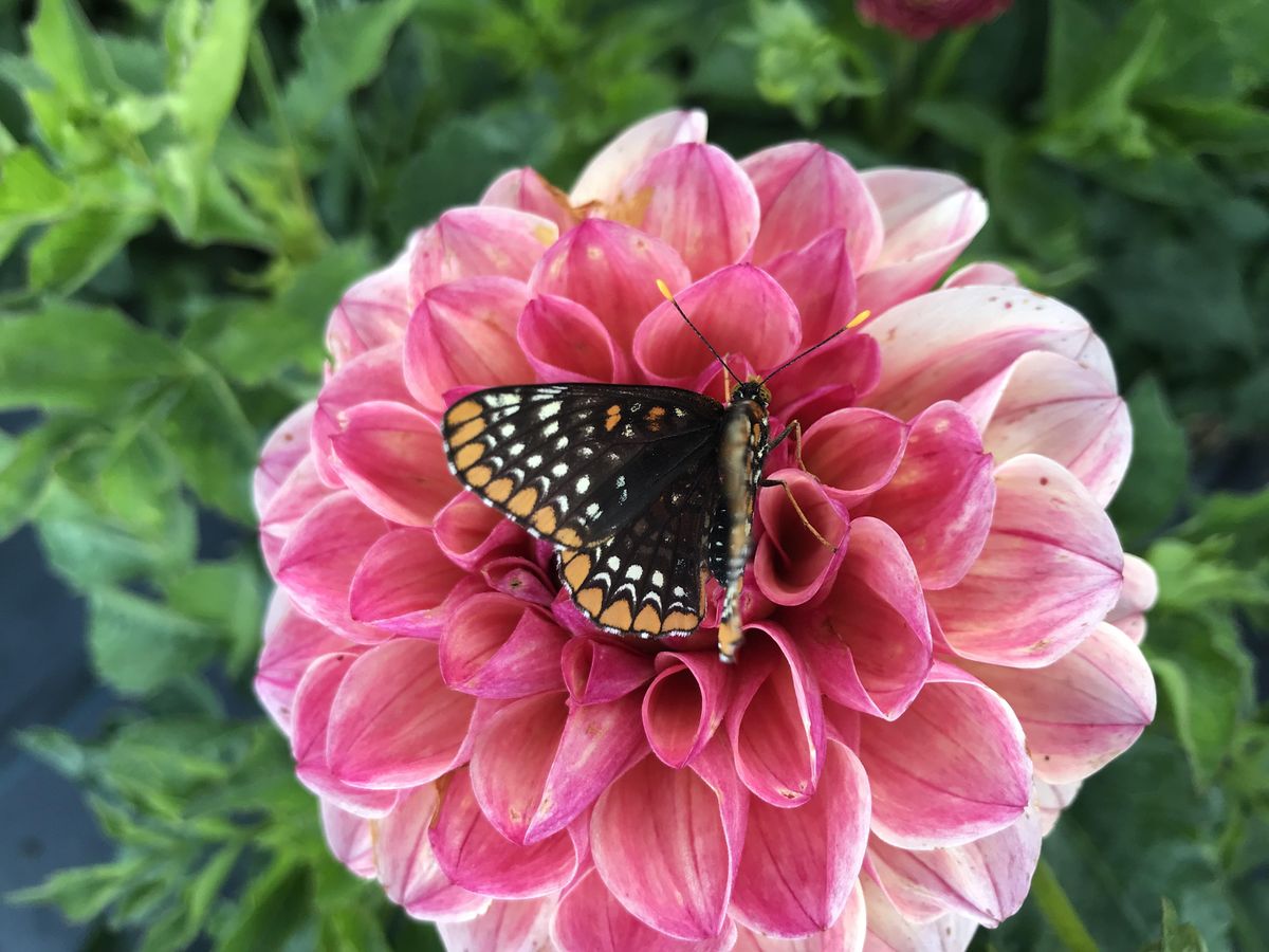 Picnic in the flower field at Empty pockets Ranch, Cobleskill on 2nd ...
