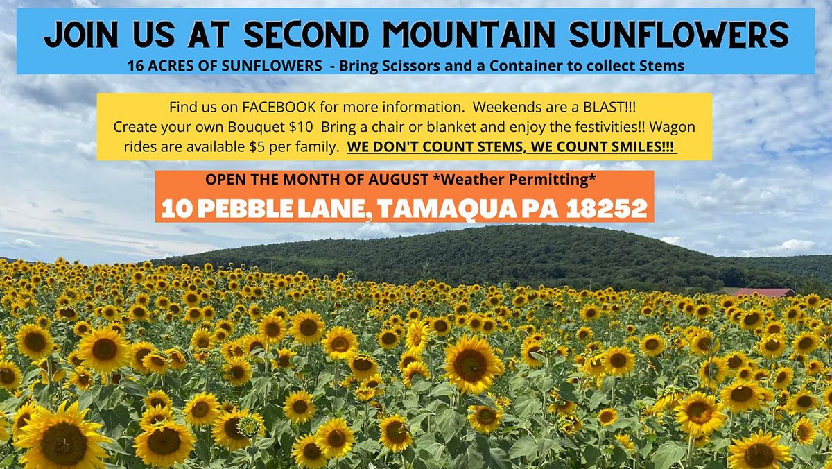 Second Mountain Sunflowers | Second Mountain Sunflowers, Tamaqua, PA
