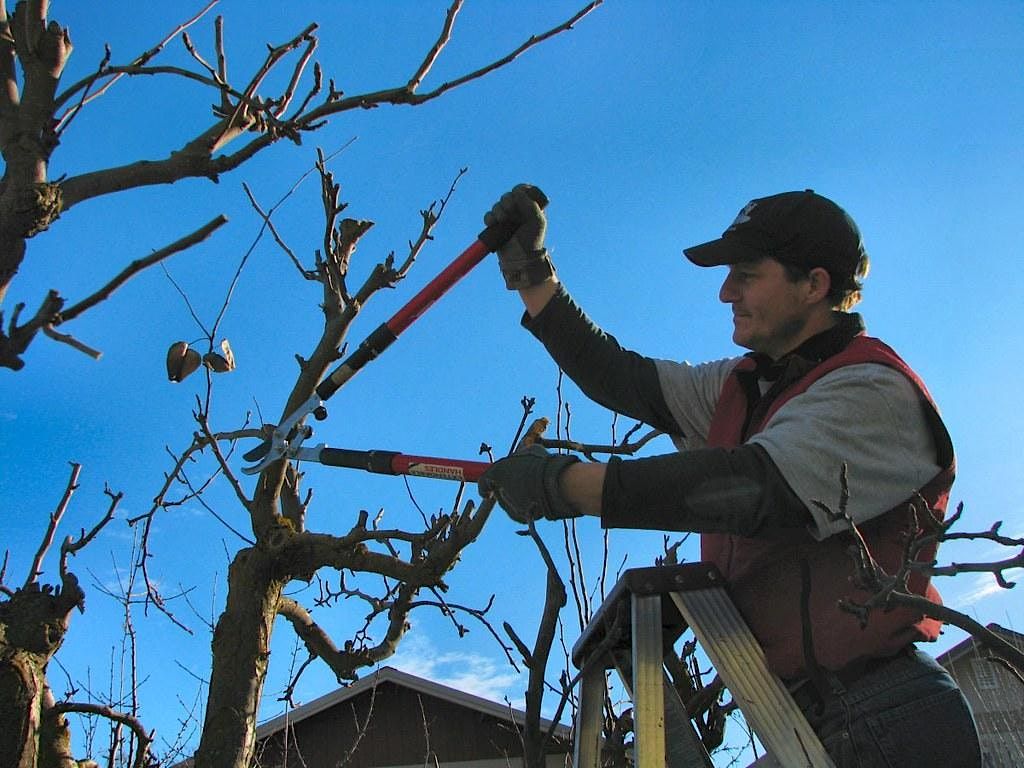 Fruit Tree Pruning St Anns Allotments Nottingham En February 11