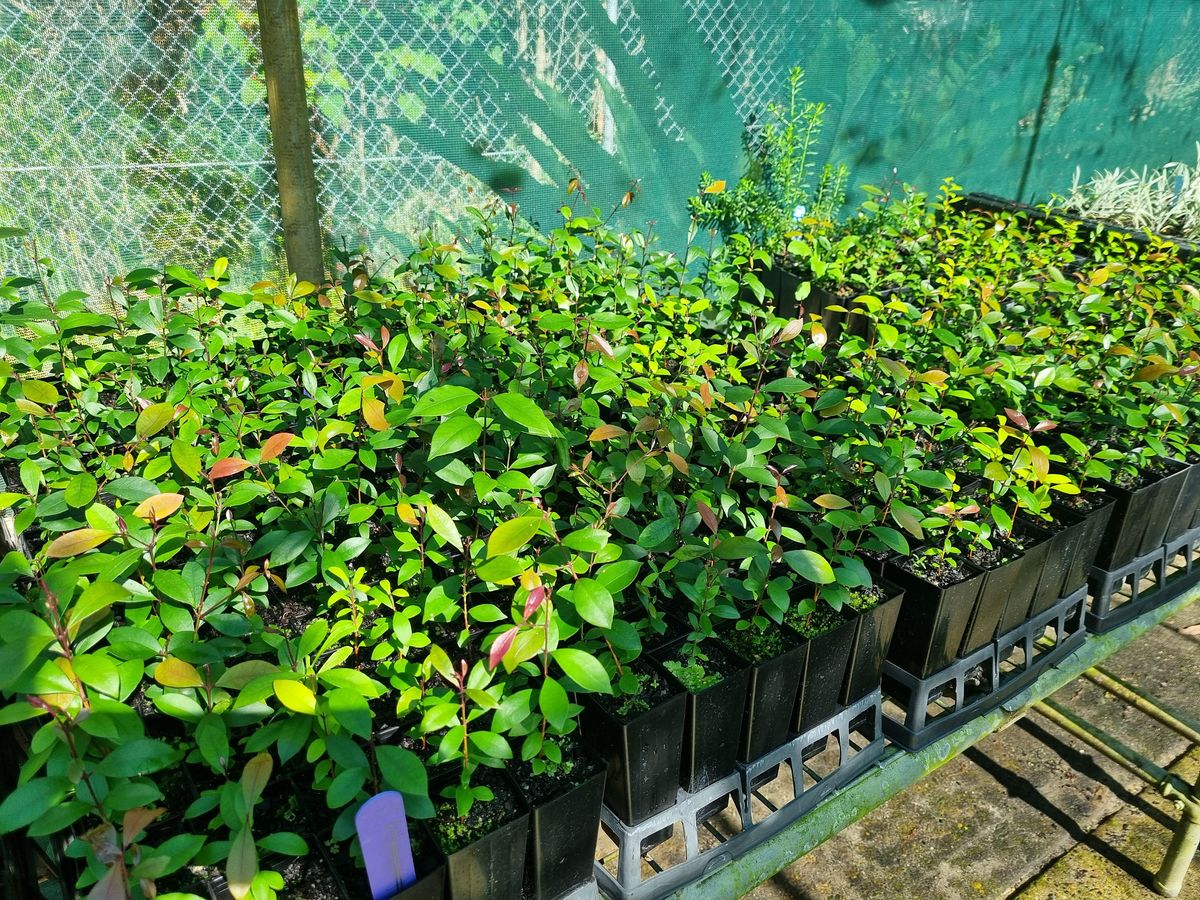 Community Nursery Volunteering