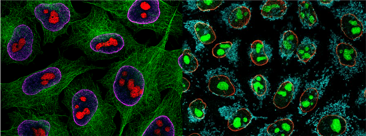Enhanced multiplex imaging and flow cytometry with antibody labelling