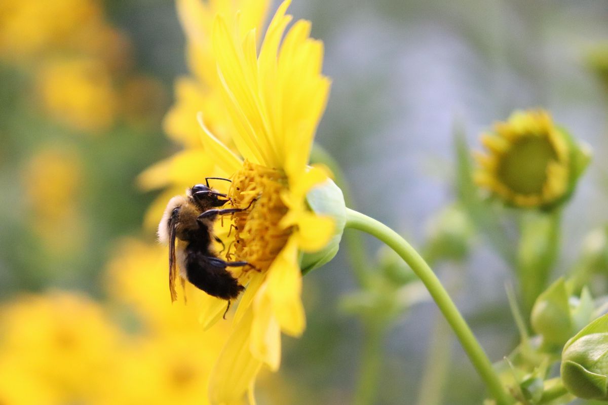 Guided Tour of the Flutter and Buzz Pollinator Garden