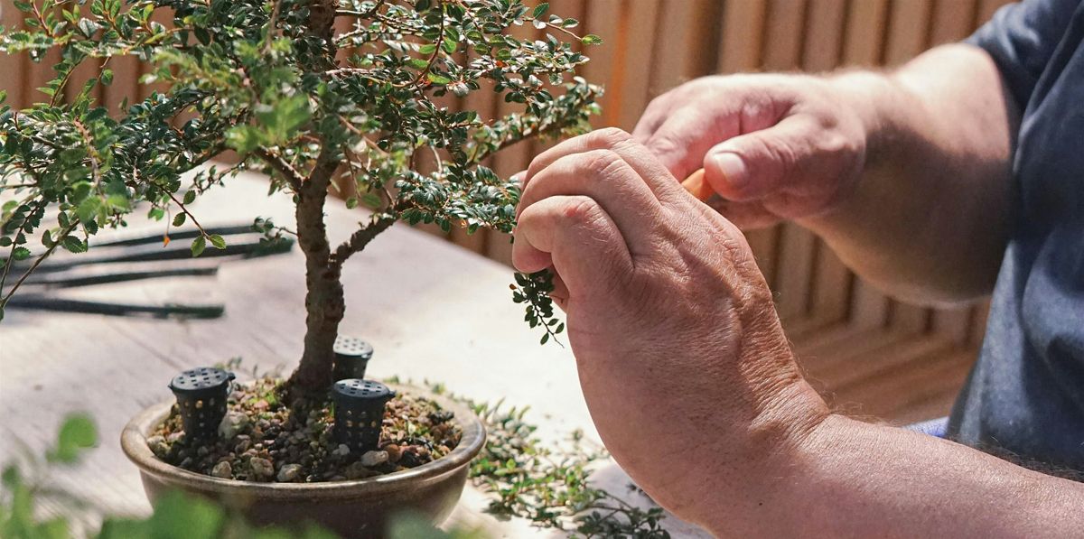 The Art of Bonsai