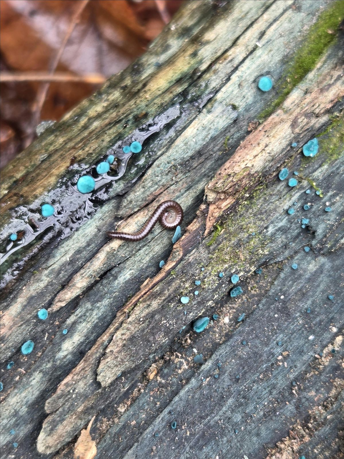 Monday Mountaineers - Southern Blue Mountain loop