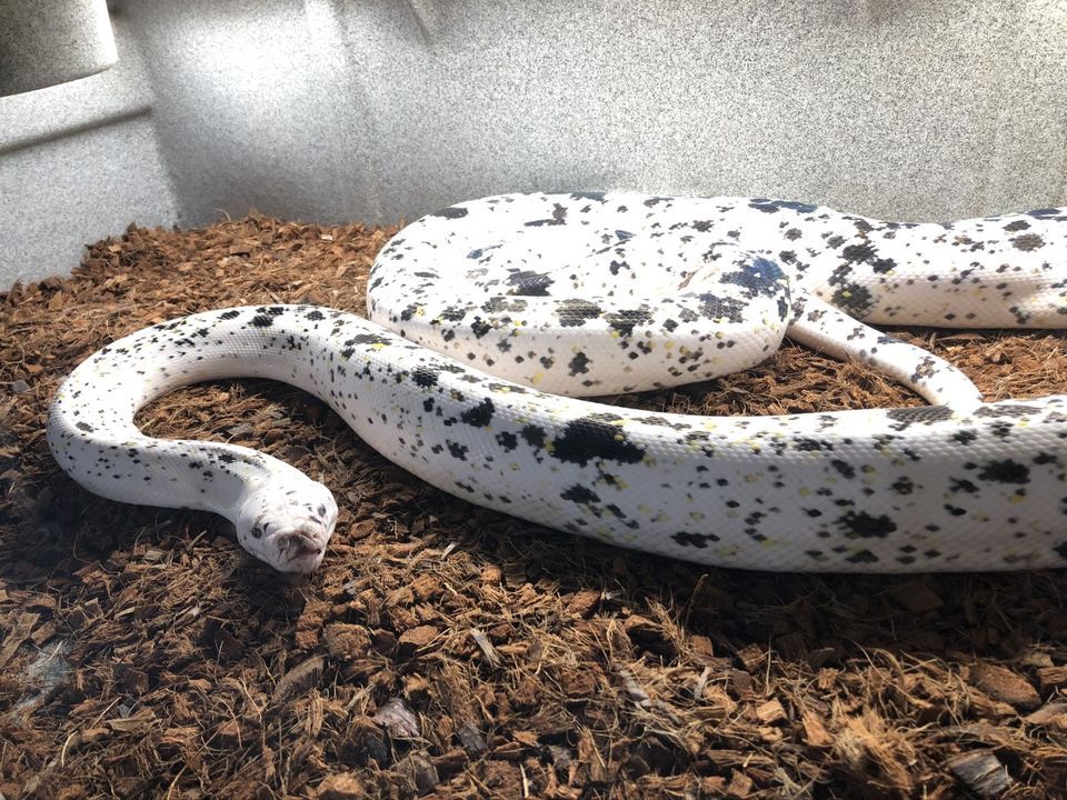 Scott Smith's All Animal Expo