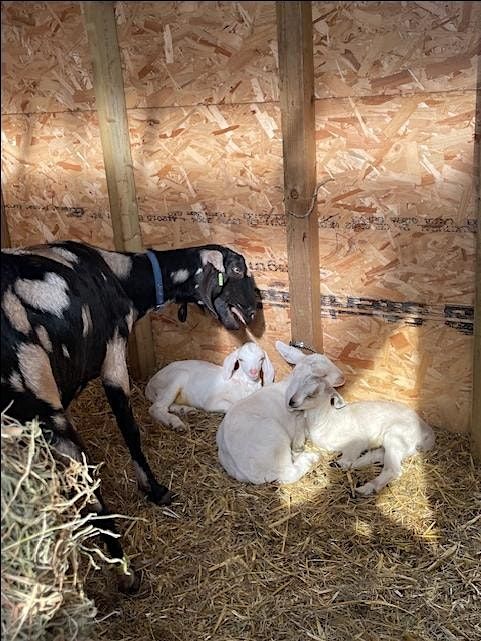 OCF Family Friendly days & Community Farming Sessions - 10am to 1pm